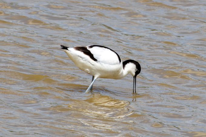 Pied Avocet (Recurvirostra avosetta) Wading